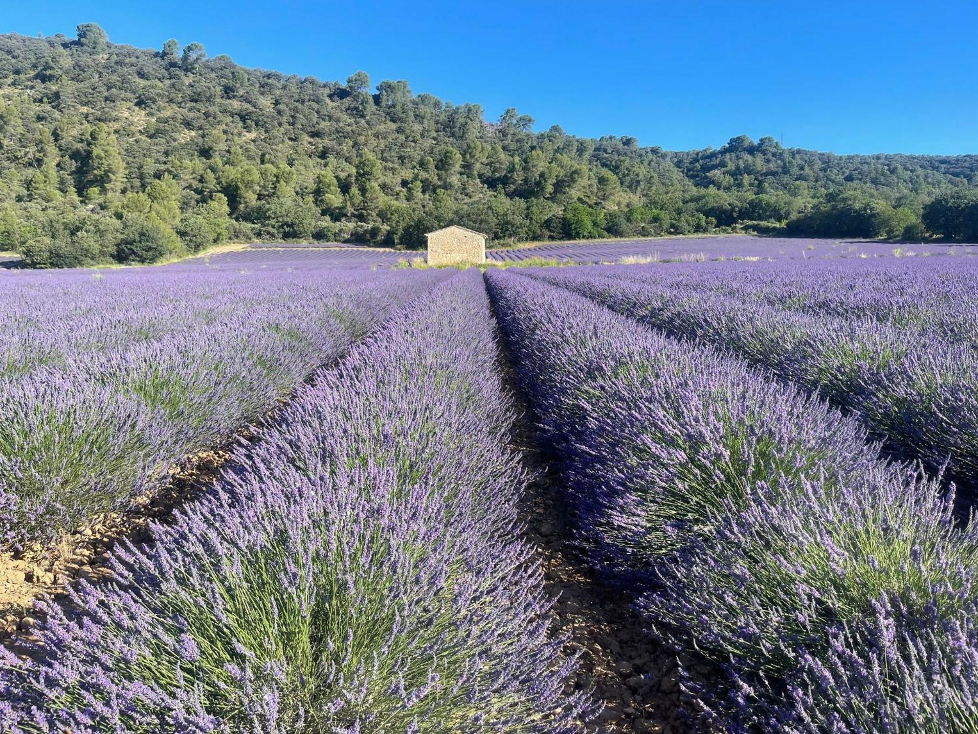 Appartement Coeur De Provence à Gréoux-les-Bains Extérieur photo